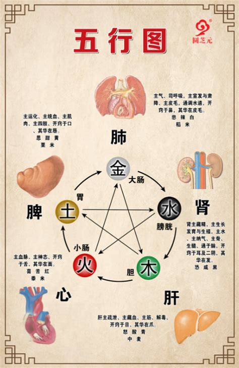 种植业五行属什么 身體健康圖案